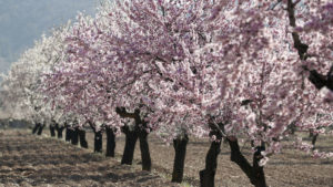 El Almendro Todo Del Cultivo Variedades Y Usos Del Rbol