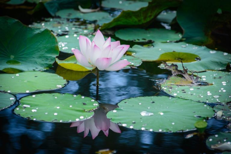 CULTIVO DE FLORES DE LOTO PLANTA CON MUCHO VALOR SIMBÓLICO