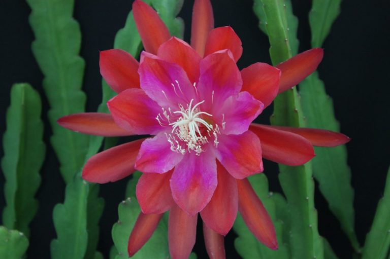 EPIPHYLLUM CACTUS SIN ESPINAS GRANDES Y COLORIDAS FLORES