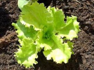 CÓMO CULTIVAR LECHUGA CONSEJOS PARA EL CULTIVO EN TU HOGAR