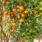 Aprende todo sobre el cultivo de mandarina, un árbol cítrico
