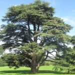 Cedro del Líbano, todo del árbol emblema nacional del Líbano
