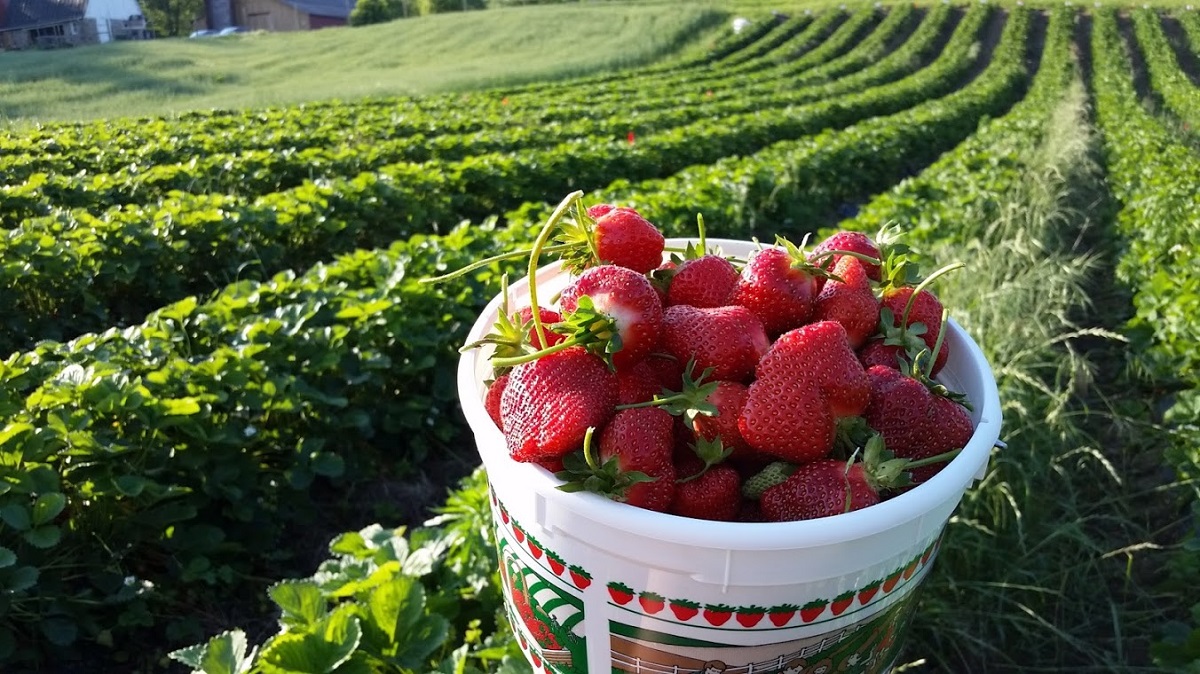 Cultivo de frutillas