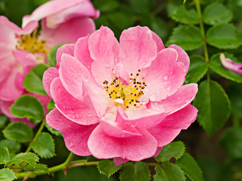 Cultivo de rosa mosqueta
