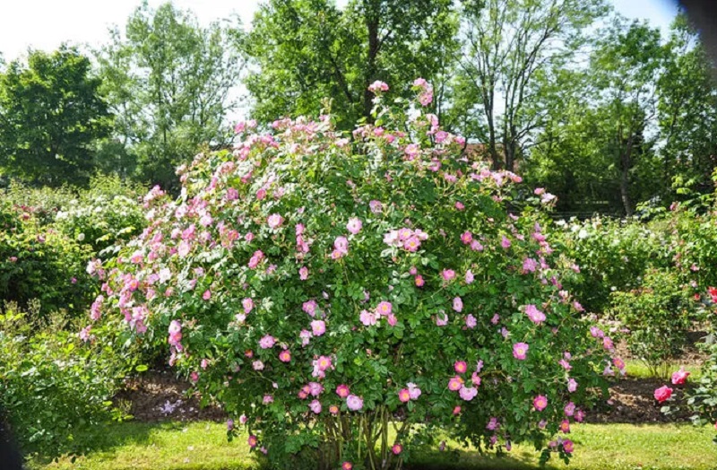 Cultivo de rosa mosqueta 