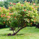 Cultivo de rosa mosqueta, planta de propiedades regeneradoras