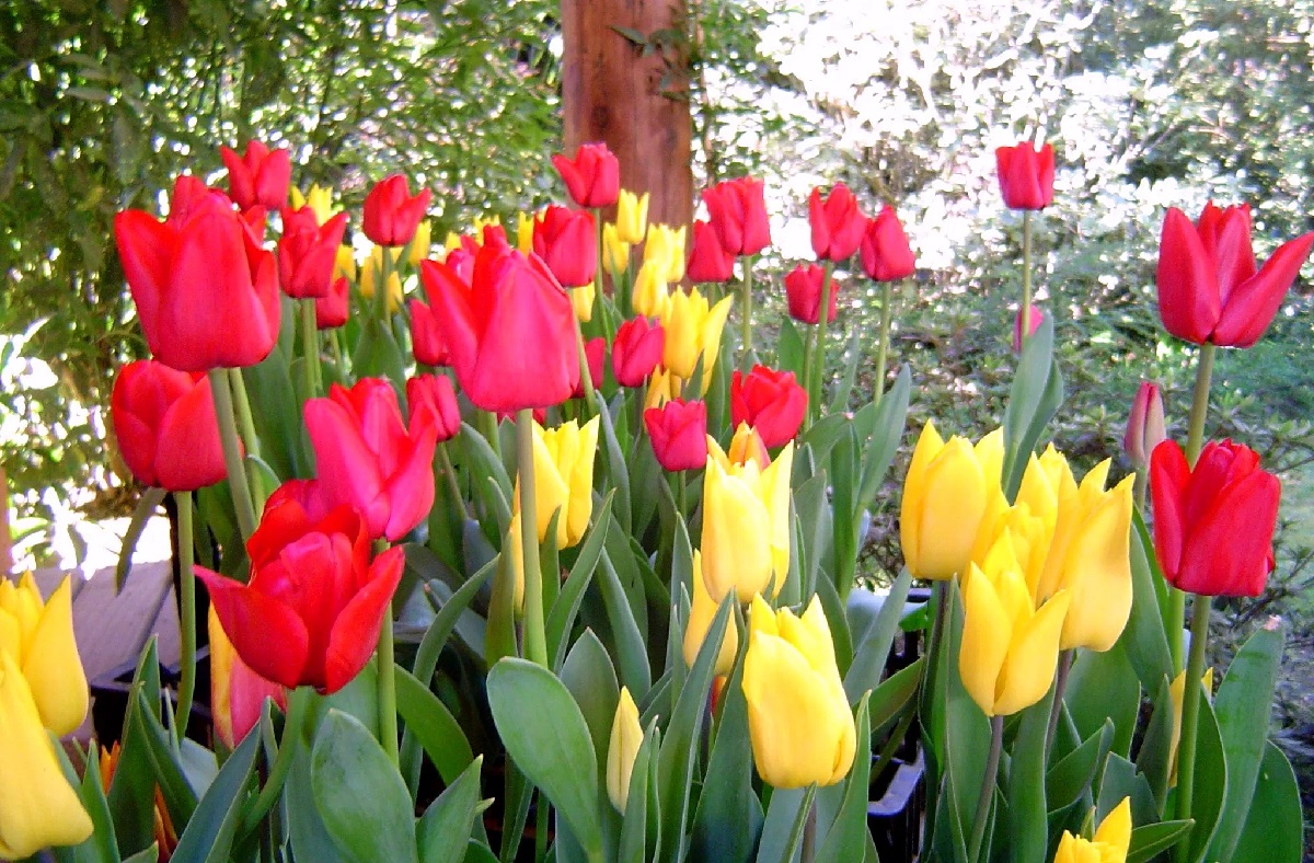  Cultivo de tulipanes