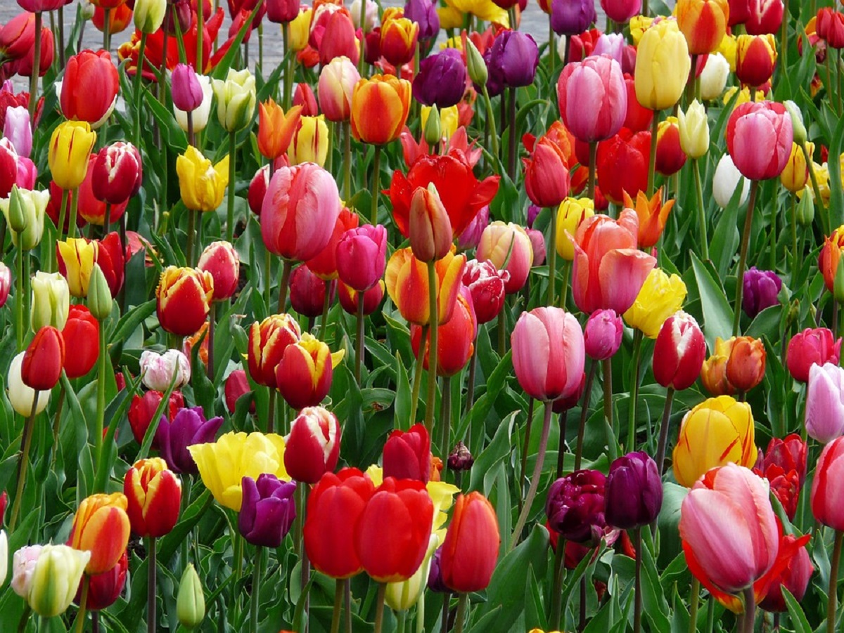 Cultivo de tulipanes