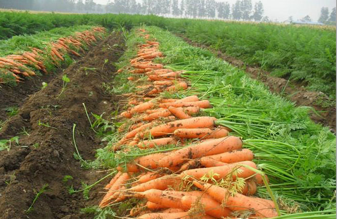 Cultivo de zanahorias