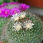 Mammillaria, un cactus de sencillo cultivo y hermosas flores