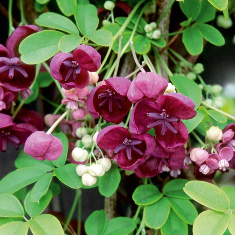 AKEBIA QUINATA, TREPADORA CON AROMAS A CHOCOLATE Y VAINILLA