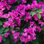 Cuidados de la Buganvilla, planta trepadora de bellos colores