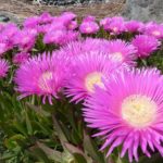 Carpobrotus edulis, con flores coloridas ideal para jardines