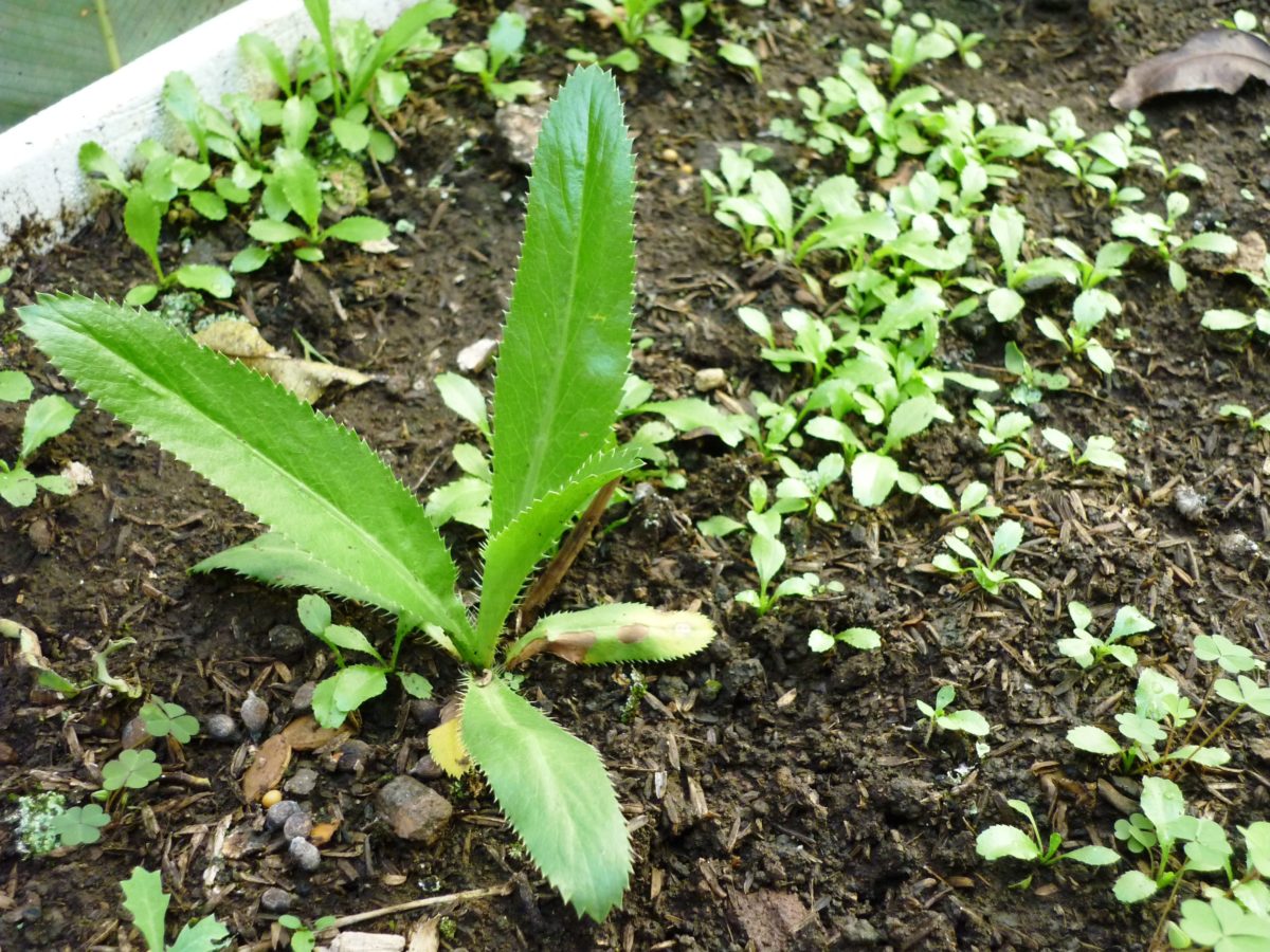 Cómo cultivar cilantro 