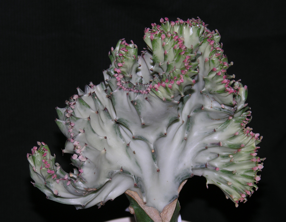 Euphorbia láctea 