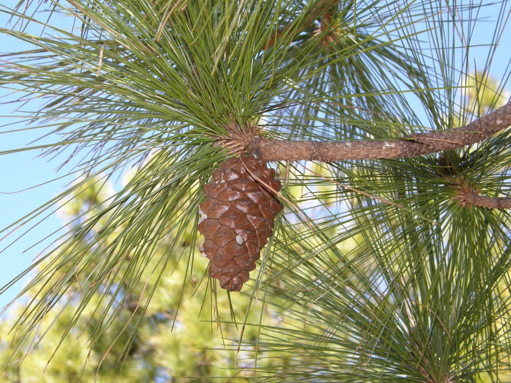 Pinus canariensis