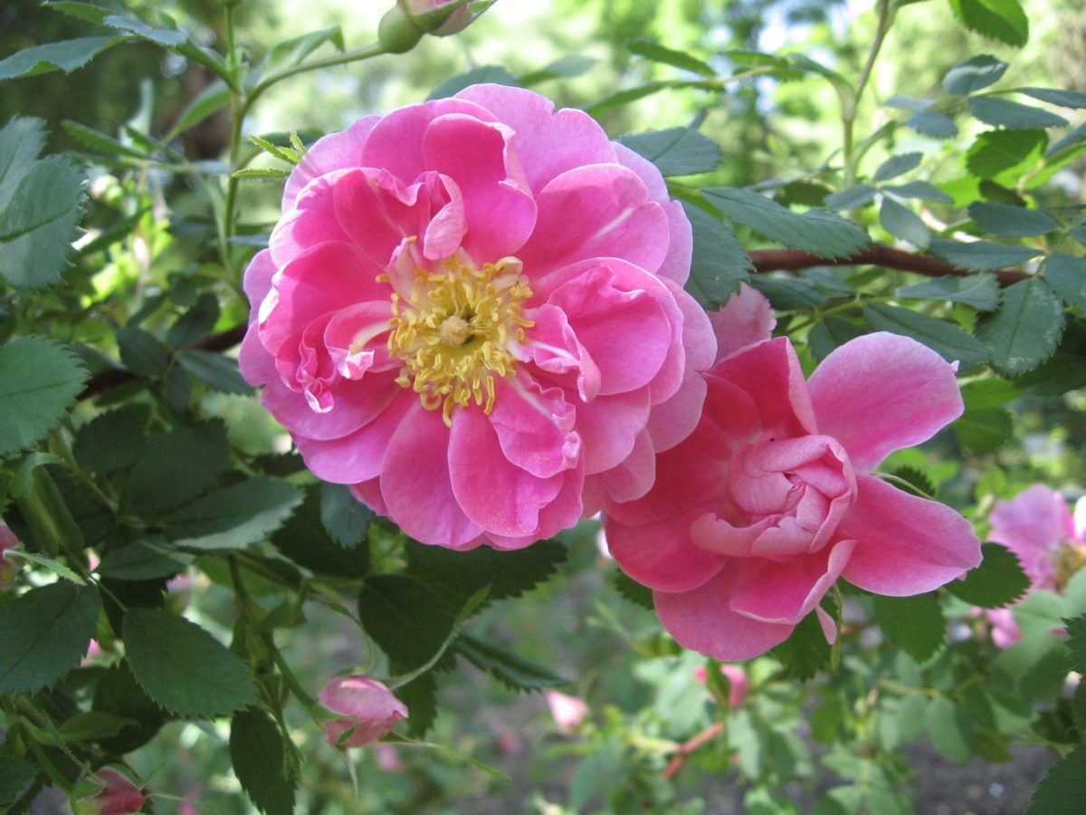 Rosa califórnica 