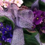 Violeta africana, una planta de interior con hermosas flores